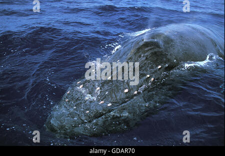 Baleine à bosse Megaptera novaeangliae, crachant de ADULTES EN SURFACE, de l'ALASKA Banque D'Images