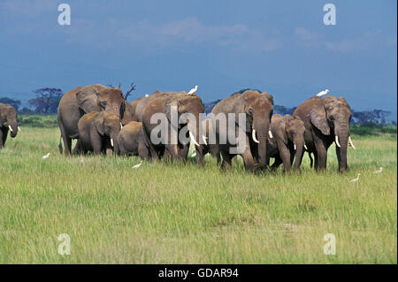 L'éléphant d'Afrique, Loxodonta africana, harde du parc de Masai Mara au Kenya Banque D'Images