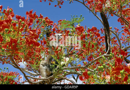 RING TAILED LEMUR lemur catta, DES PROFILS À LA RECHERCHE DE NOURRITURE Dans l'arbre flamboyant, MADAGASCAR Banque D'Images