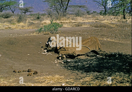 L'éléphant d'Afrique Loxodonta africana, adultes morts, parc de Masai Mara, KENYA Banque D'Images