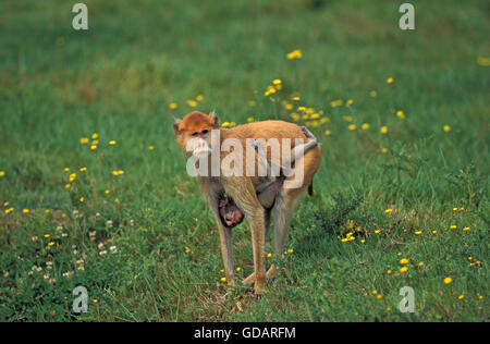 Erythrocebus Patas Monkey, patas, jeune mère portant Banque D'Images