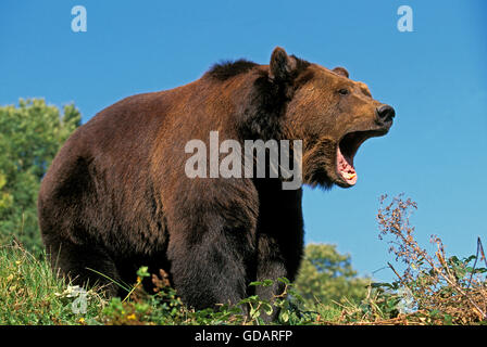 Ours brun, Ursus arctos, appelant Adultes Banque D'Images