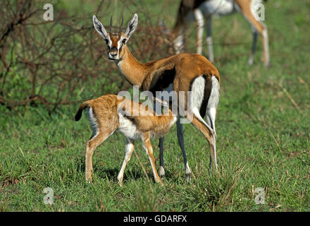 La gazelle de Thomson, gazella thomsoni, mère avec de jeunes nourrissons, parc de Masai Mara au Kenya Banque D'Images