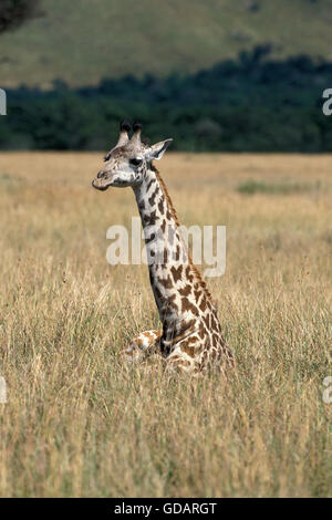 Le masai GIRAFFE Giraffa camelopardalis tippelskirchi, FIXANT LES ADULTES À SAVANNAH, KENYA Banque D'Images