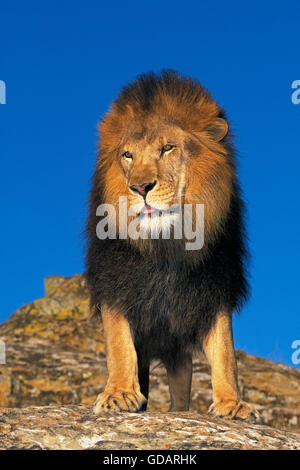 L'AFRICAN LION Panthera leo, ADULTE ON ROCK Banque D'Images