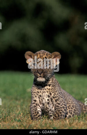 LEOPARD CUB Panthera pardus, SITTING ON GRASS Banque D'Images