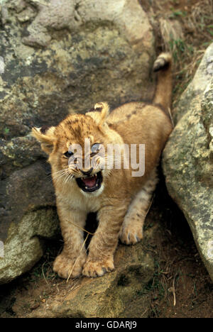 L'AFRICAN LION Panthera leo, CUB SNARLING Banque D'Images