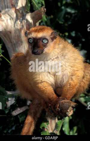 Lémurien Eulemur macaco, noir, femme on Branch Banque D'Images