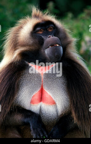 Theropithecus GELADA BABOUIN gélada, PORTRAIT D'HOMME Banque D'Images