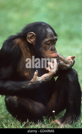 Chimpanzé, pan troglodytes, des profils Banque D'Images