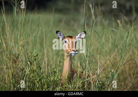 Impala, Aepyceros melampus, femme de manger dans l'herbe haute, parc de Masai Mara au Kenya Banque D'Images