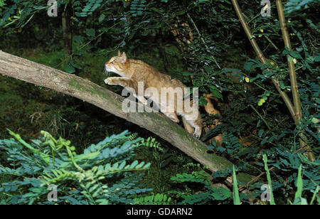 Chat Sauvage Européen, felis silvestris walking on Branch Banque D'Images