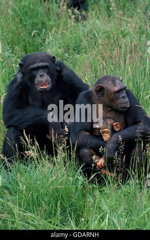 Pan troglodytes chimpanzé mâle, femelle avec l'EXÉCUTION DE JEUNES Banque D'Images