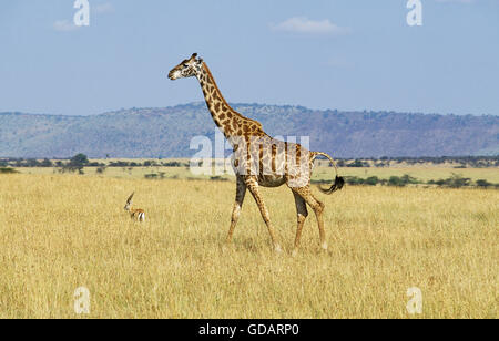 Le Masai Giraffe Giraffa camelopardalis tippelskirchi, Adulte à Savannah, parc de Masai Mara au Kenya Banque D'Images