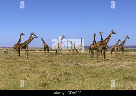 GIRAFFE Giraffa camelopardalis tippelskirchi MASAI AU KENYA Banque D'Images