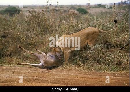 L'African Lion, Panthera leo, femme avec un Kill, un gnou, parc de Nairobi au Kenya Banque D'Images
