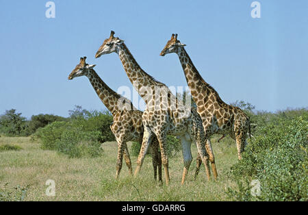 Le Masai Giraffe Giraffa camelopardalis tippelskirchi, Groupe marche à travers la savane, Kenya Banque D'Images