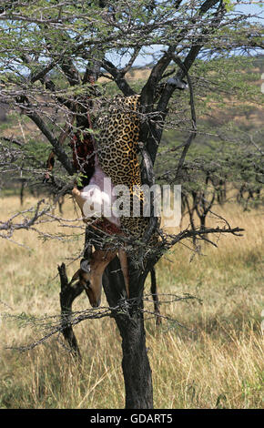 Panthera pardus léopard TRANSPORTANT DES CARCASSES IMPALA EN ARBRE, PARC NATIONAL DE Masai Mara Banque D'Images