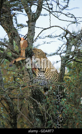 Panthera pardus léopard, DES PROFILS PUTING IMPALA TUER EN ARBRE, parc de Masai Mara, KENYA Banque D'Images