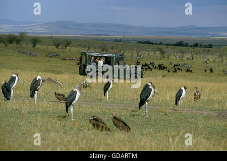 Séjour touristique en 4 roues motrices véhicule regardant Marabou Cigognes, parc de Masai Mara au Kenya Banque D'Images