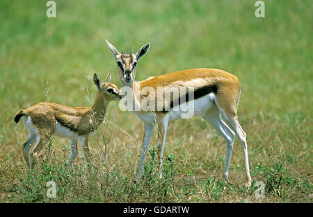 La gazelle de Thomson, gazella thomsoni, mère avec les jeunes, le parc de Masai Mara au Kenya Banque D'Images