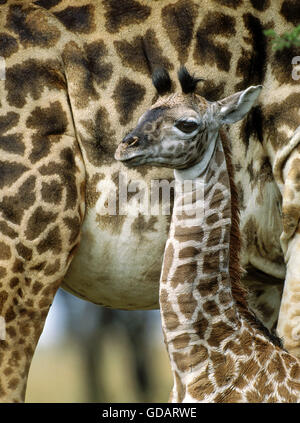 Le Masai Giraffe Giraffa camelopardalis tippelskirchi, femme avec les jeunes, le parc de Masai Mara au Kenya Banque D'Images