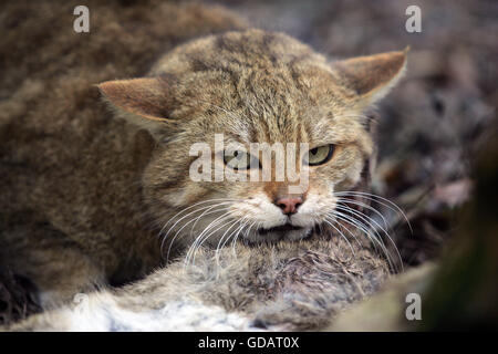 Chat Sauvage Européen, felis silvestris, avec un Kill, un lapin Européen Banque D'Images