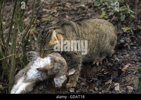 Chat Sauvage Européen, felis silvestris, des profils avec un Kill, un lapin Banque D'Images