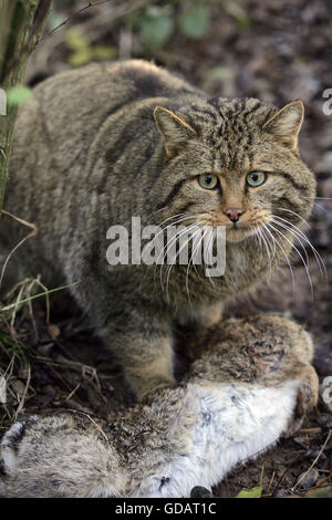 Chat Sauvage Européen, felis silvestris, avec un Kill, un lapin Banque D'Images