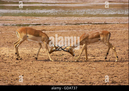 Impala Aepyceros melampus, mâles, combats, parc de Masai Mara au Kenya Banque D'Images