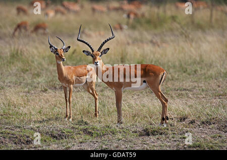 Impala, Aepyceros melampus, hommes, parc de Masai Mara au Kenya Banque D'Images