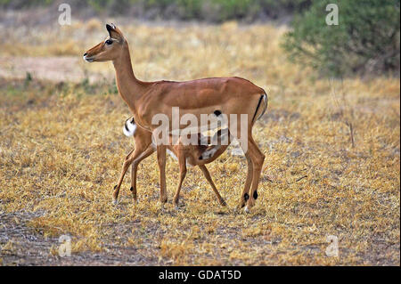 Impala, Aepyceros melampus, femme avec de jeunes nourrissons, parc de Masai Mara au Kenya Banque D'Images