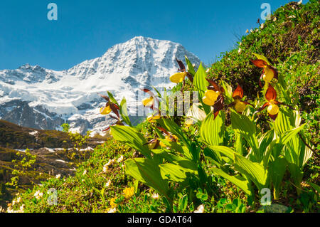 Lady's Slipper orchids (Cypripedium calceolus) dans la vallée Lauterbrunnental, Oberland Bernois, Suisse. Dans l'arrière-plan Banque D'Images