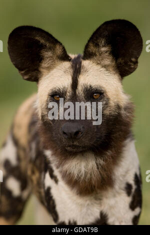 Chien sauvage d'Afrique, Lycaon pictus, Portrait d'adulte, la Namibie Banque D'Images