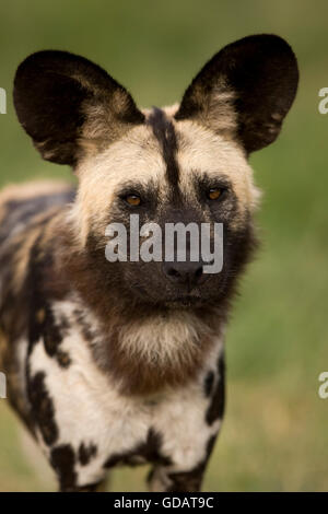Chien sauvage d'Afrique Lycaon pictus en Namibie Banque D'Images