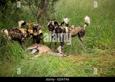 Chien sauvage d'Afrique, Lycaon pictus, Pack avec Kill, une femelle Koudou, Namibie Banque D'Images