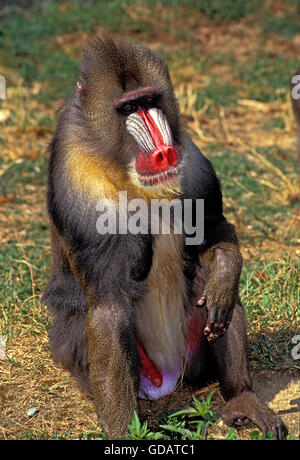 MANDRILL mandrillus sphinx, HOMME ASSIS SUR L'HERBE Banque D'Images