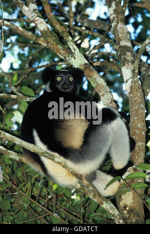 L'Indri Indri Indri, DES PROFILS EN ARBRE, MADAGASCAR Banque D'Images