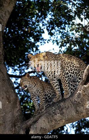 Léopard, Panthera pardus, Cub avec femelle snarling, Parc Samburu au Kenya Banque D'Images