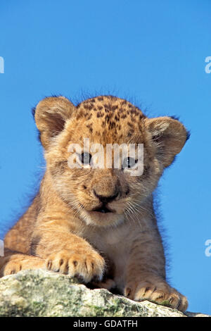 L'African Lion, Panthera leo, Cub sur les roches Banque D'Images