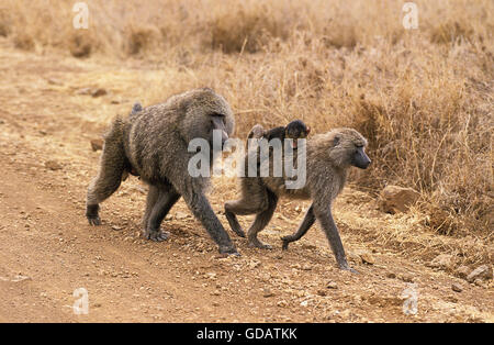 Le babouin Olive papio anubis, homme, avec les jeunes femmes exerçant sur le sentier, parc de Masai Mara au Kenya Banque D'Images