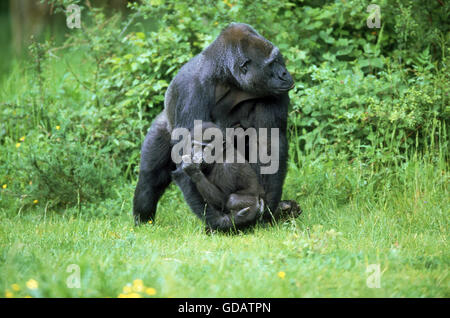 EASTERN LOWLAND gorilla gorilla gorilla graueri, jeune mère portant Banque D'Images