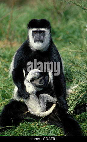 Noir et blanc singe colobus guereza COLOMBUS, MÈRE AVEC LES JEUNES Banque D'Images