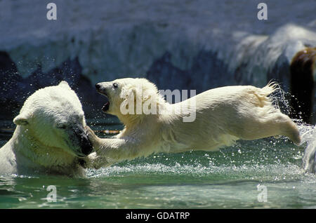 L'OURS POLAIRE thalarctos maritimus, FEMME AVEC CUB JOUANT, CANADA Banque D'Images