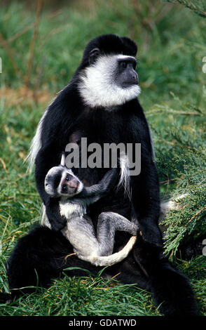 Noir et blanc singe colobus guereza COLOMBUS, FEMME TRANSPORTANT LES JEUNES Banque D'Images