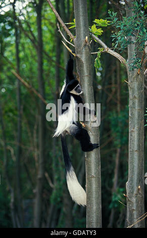 Noir et blanc singe colobus guereza COLOMBUS, ARBRE D'ESCALADE ADULTES Banque D'Images