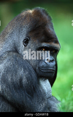 EASTERN LOWLAND gorilla gorilla gorilla graueri, CHEF DE L'HOMME Banque D'Images