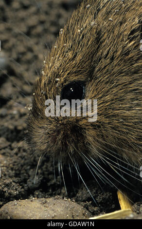 Campagnol des champs Microtus arvalis, chef close-up adulte, FRANCE Banque D'Images