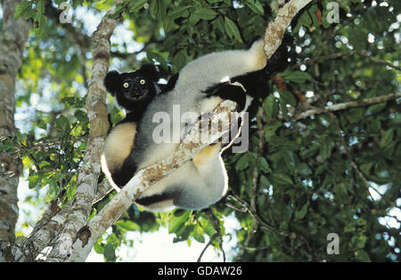 L'Indri Indri Indri, adultes, perché dans l'arbre, Madagascar Banque D'Images