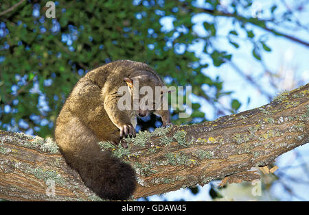 Thick-Tailed Bébé Bush ou plus otolemur crassicaudatus, Galago, des profils sur Branch Banque D'Images